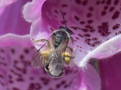Lasioglossum sexnotatum