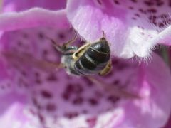 Lasioglossum sexnotatum