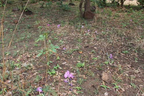 Siphonochilus aethiopicus