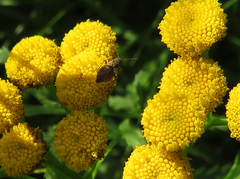 Nithecus jacobaeae