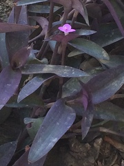 Tradescantia pallida