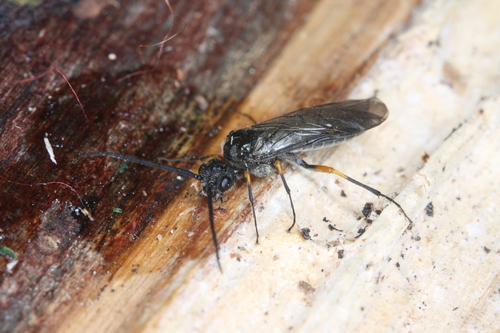 Mouche-à-scie noire à genoux fauves