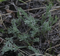 Artemisia arctica