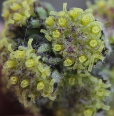 Artemisia arctica