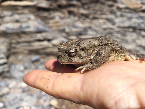 Mauritanian Toad