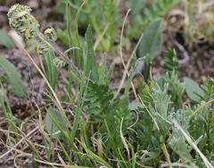 Artemisia arctica