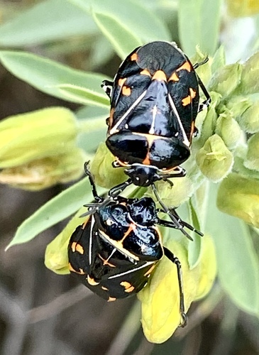 iNaturalist observation photo of Harlequin Bug