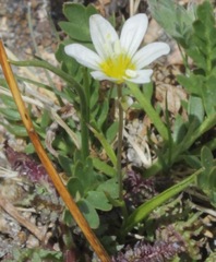 Gagea serotina