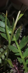 Gagea serotina