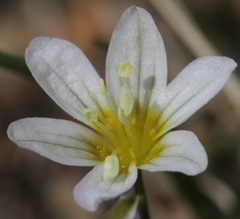 Gagea serotina