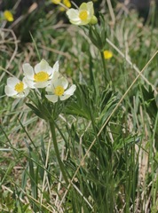 Anemonastrum zephyrum