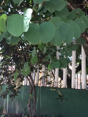 Bauhinia variegata