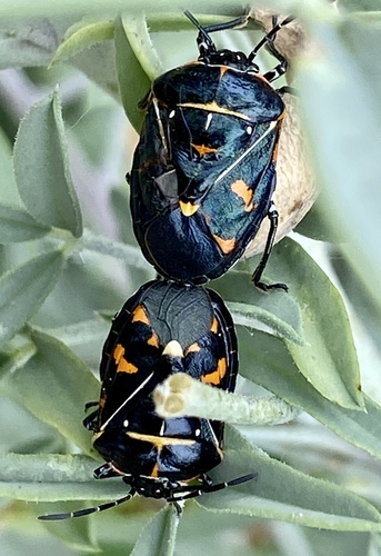 iNaturalist observation photo of Harlequin Bug