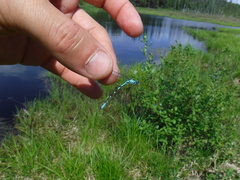 Coenagrion interrogatum