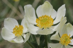 Anemonastrum zephyrum