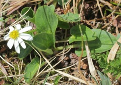 Caltha chionophila