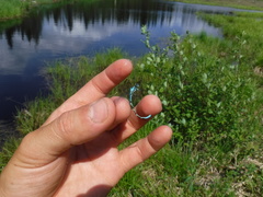 Coenagrion interrogatum