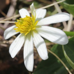 Caltha chionophila