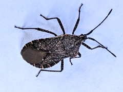 Hypselonotini
