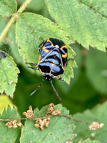iNaturalist observation photo of Harlequin Bug