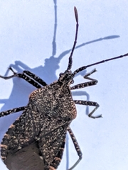 Hypselonotini