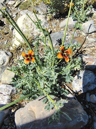 Red Horned Poppy