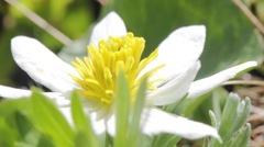 Caltha chionophila