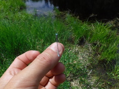 Coenagrion interrogatum