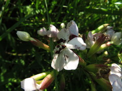 Microbotryum saponariae