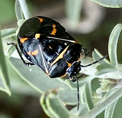 iNaturalist observation photo of Harlequin Bug