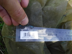 Coenagrion interrogatum