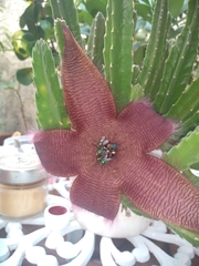 Stapelia grandiflora