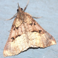 Hypena edictalis