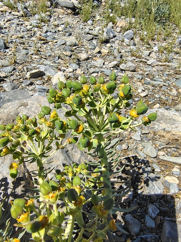 Gopher plant
