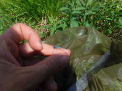 Coenagrion interrogatum