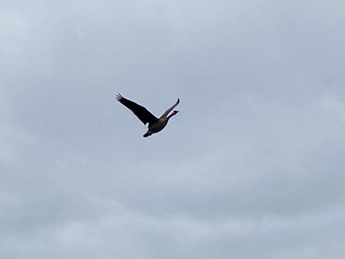 iNaturalist observation photo of Canada Goose