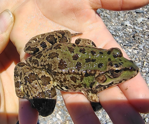 Sahara Frog