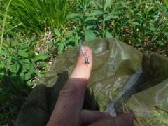 Coenagrion interrogatum