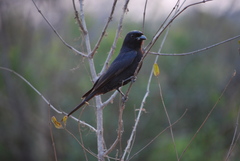 Dicrurus adsimilis fugax