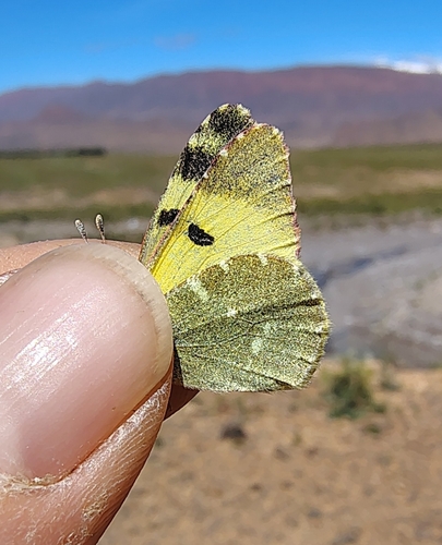 Greenish Black-tip