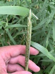 Elymus curvatus