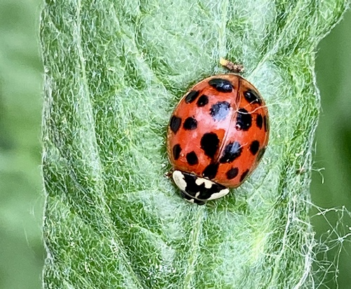 iNaturalist observation photo of Asian Lady Beetle