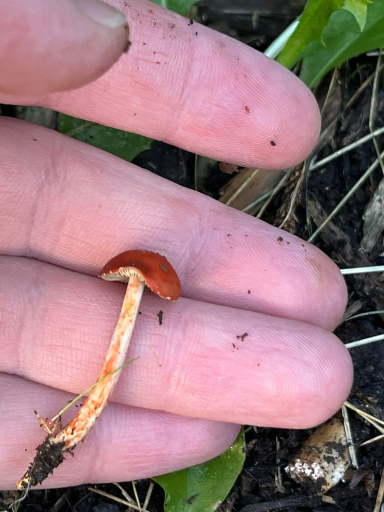 Leratiomyces ceres · April 2025 · photo: © btforester (iNaturalist, cc-by)