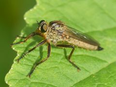 Eutolmus rufibarbis