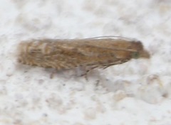 Pelochrista comatulana