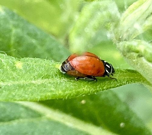 iNaturalist observation photo of Convergent Lady Beetle