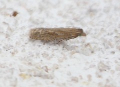 Pelochrista comatulana