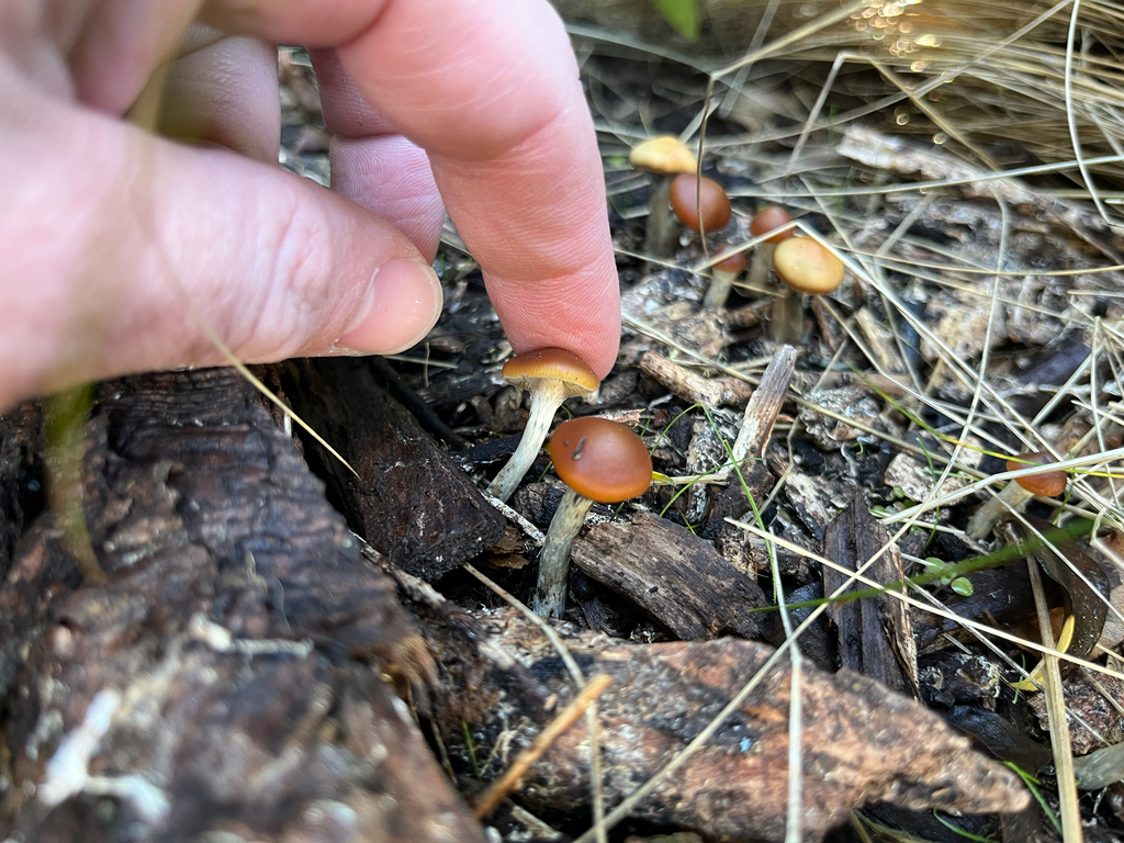 Psilocybe subaeruginosa · April 2025 · photo: © btforester (iNaturalist, cc-by)