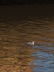 Larus argentatus