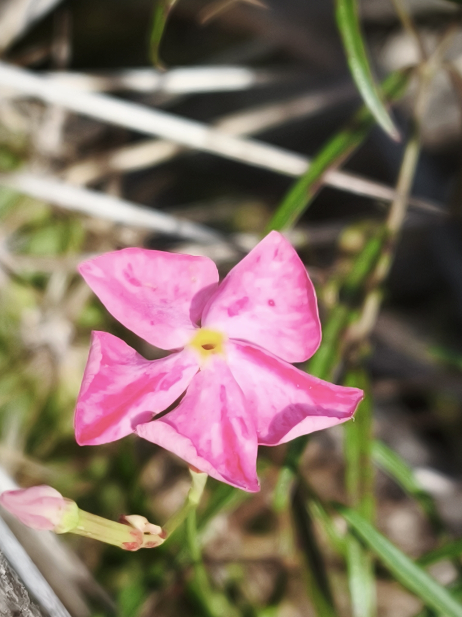 Mandevilla tenuifolia